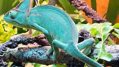 lizard