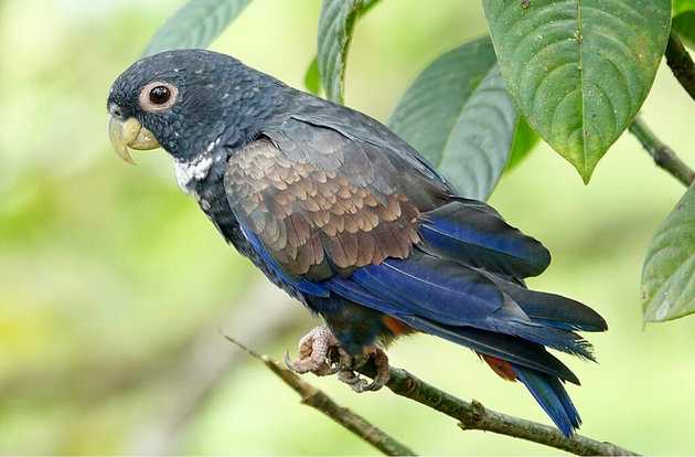 parrot